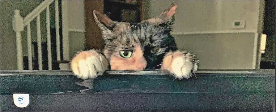Henrietta